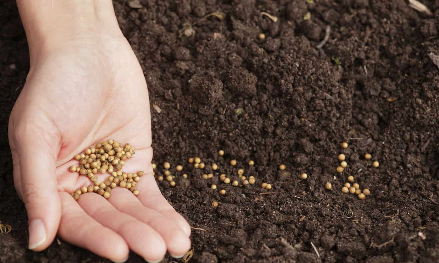 Seed-saving-initiatives